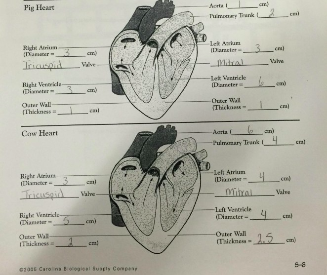 Heart Anatomy  Heart Dissections  Heart Labeling